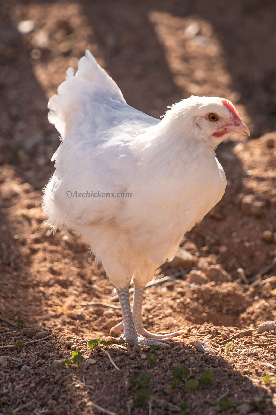 Breeder Cull - Juveniles