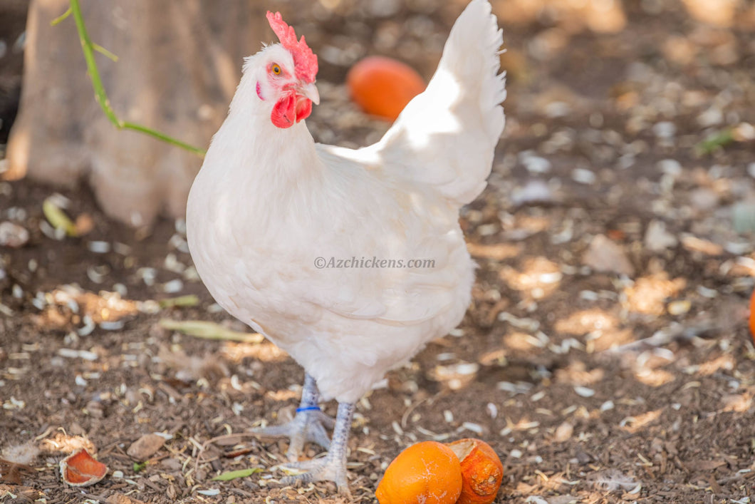 Breeder Cull - Hen